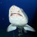 shark_tiger_sand_spar_v_0170_nca0177.jpg